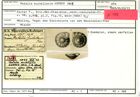 Karteikarte zum Holotyp von Rotalia scutellaris Karrer, 1865